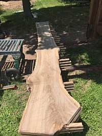 English Walnut